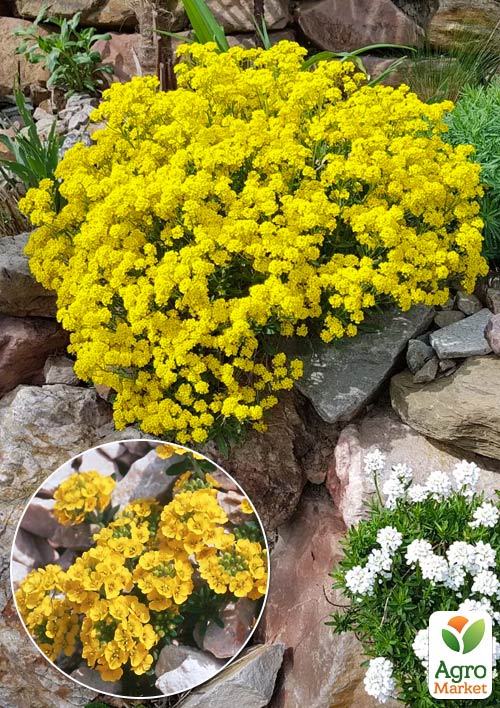 Алиссум скальный Gold Kobold (неприхотливый многолетник)
Алиссум скальный Gold Kobold (неприхотливый многолетник)