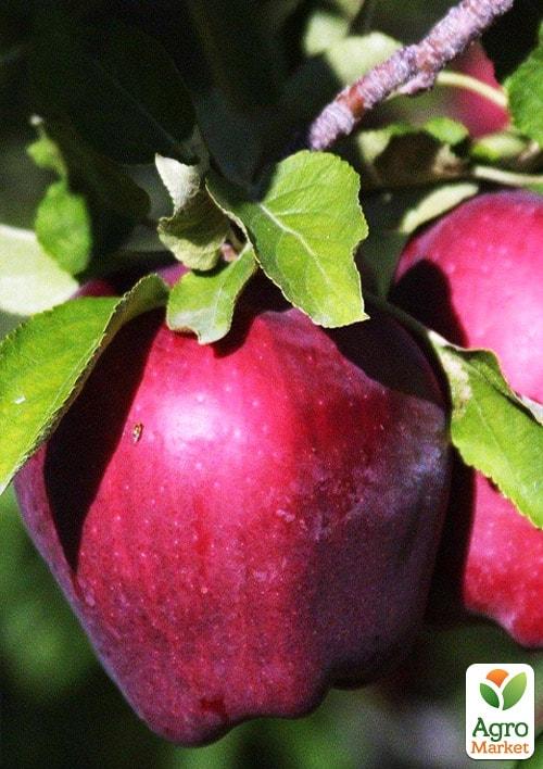 Ексклюзив! Яблуня червоно-чорна Сад любові (Garden of love) (преміальний великоплідний сорт)
Ексклюзив! Яблуня червоно-чорна Сад любові (Garden of love) (преміальний великоплідний сорт)