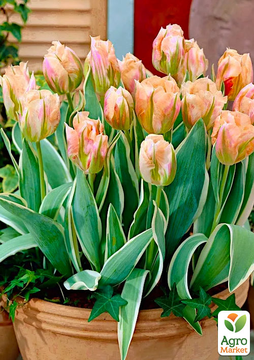 Тюльпан China Town
Тюльпан China Town