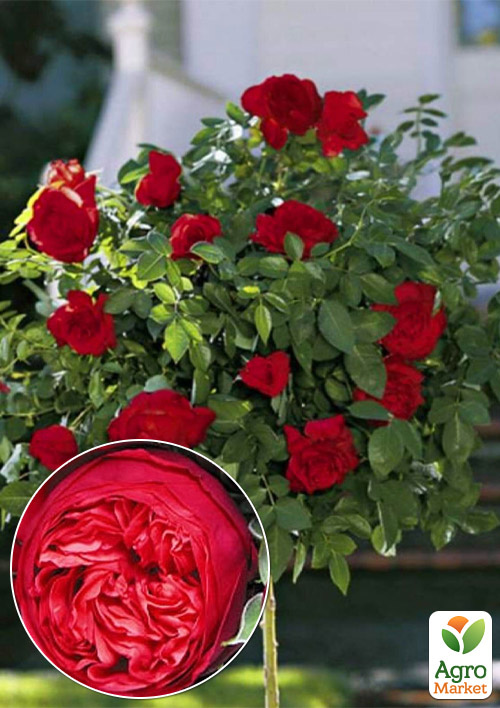 Троянда штамбова англійська Magic Piano (саджанець класу АА+) вищий сорт
Троянда штамбова англійська Magic Piano (саджанець класу АА+) вищий сорт