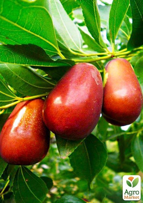 Зизифус Та-ян-цзао (ранний срок созревания, перекрестное опыление, садить по 2 саженца разного сорта)
Зизифус Та-ян-цзао (ранний срок созревания, перекрестное опыление, садить по 2 саженца разного сорта)