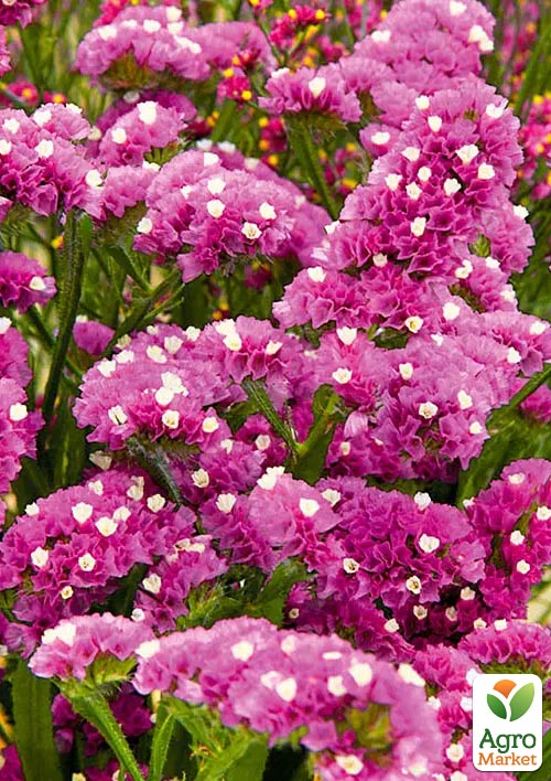 Статиця Purple Attraction (кермек, лимоніум, сухоцвіт)
Статиця Purple Attraction (кермек, лимоніум, сухоцвіт)