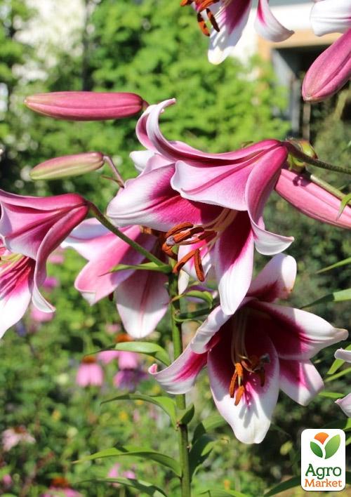 Лилия Трубчатая Friso
Лилия Трубчатая Friso