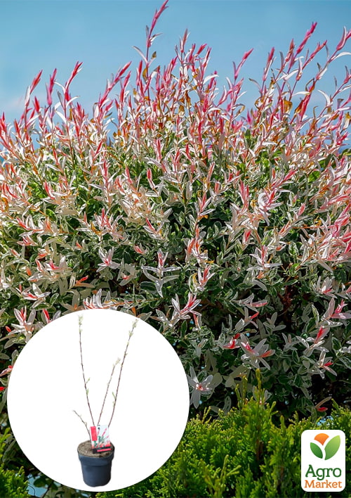 LMTD Ива розоволистная Flamingo
LMTD Ива розоволистная Flamingo