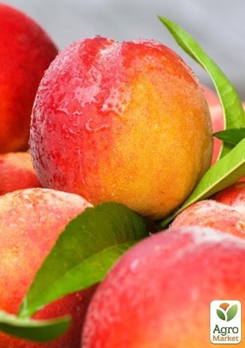 Персик "Свит Леди"
Персик "Свит Леди"