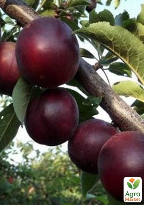 Алича-Абрикосовий гібрид Черрікос (з легким ароматом полуниці)
Алича-Абрикосовий гібрид Черрікос (з легким ароматом полуниці)