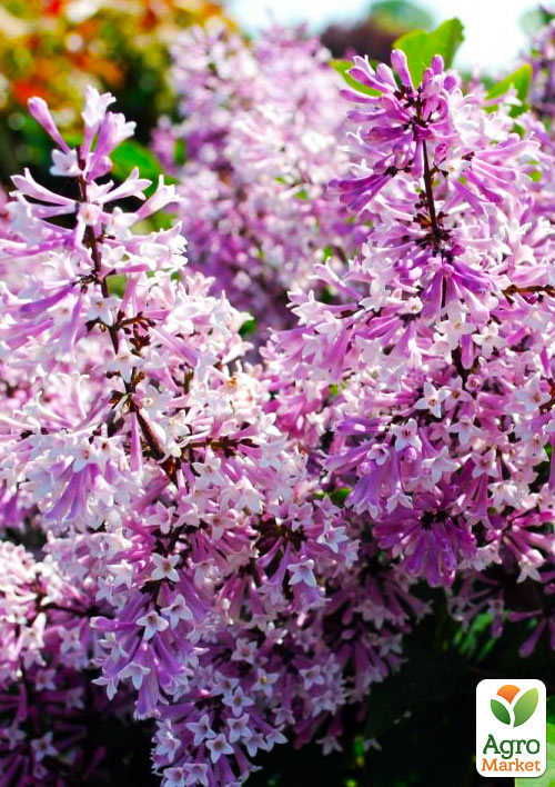 Сирень раскидистая Miss Kim вазон Р9
Сирень раскидистая Miss Kim вазон Р9