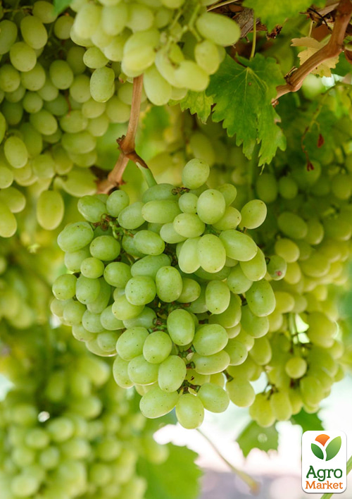 Виноград Томпсон (кишмиш)
Виноград Томпсон (кишмиш)