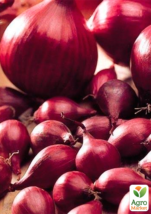 Голландська цибуля-сіянка 0.5кг (арбажейка) рання, овальна, червона Red Baron
Голландська цибуля-сіянка 0.5кг (арбажейка) рання, овальна, червона Red Baron