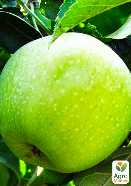 Яблуня Ренет Симиренко (Симиренко) (зимовий сорт, пізній термін дозрівання)
Яблуня Ренет Симиренко (Симиренко) (зимовий сорт, пізній термін дозрівання)