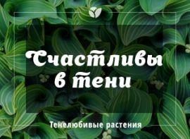 Які рослини люблять тінь і ростуть під деревами? - корисні статті про садівництво від Agro-Market