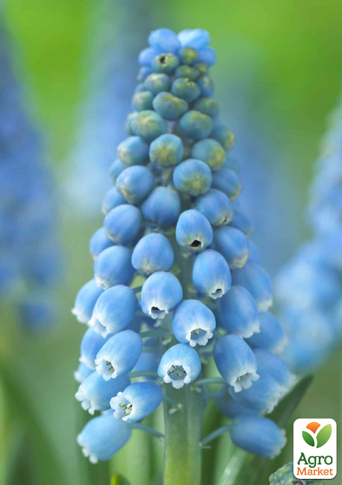 Мускарі Aqua Magic
Мускарі Aqua Magic
