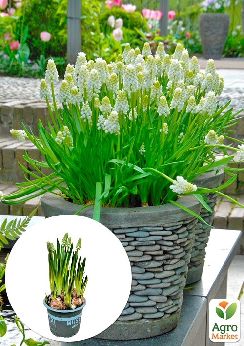 Мускари White Magic укорененные
Мускари White Magic укорененные