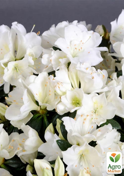 Азалия Японская Снежная жемчужина(Azalea japonica Schneeperlе)
Азалия Японская Снежная жемчужина(Azalea japonica Schneeperlе)