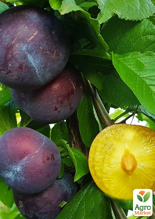 Слива диплоидная Блю Кармен (летний сорт, ранний срок созревания)
Слива диплоидная Блю Кармен (летний сорт, ранний срок созревания)