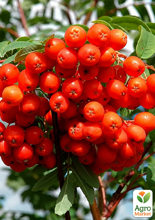 Рябина шведская красная (Sorbus intermedia)
Рябина шведская красная (Sorbus intermedia)