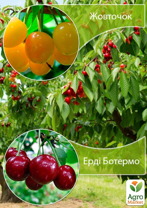 Дерево-сад Черешня Жовточок + Вишня Ерді Ботермо
Дерево-сад Черешня Жовточок + Вишня Ерді Ботермо