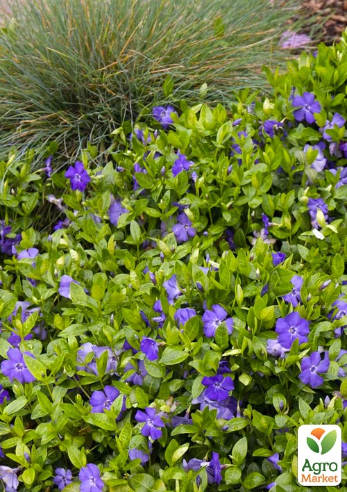 Барвінок малий Vinca Minor (морозостійкий ґрунтопокривний багаторічник)
Барвінок малий Vinca Minor (морозостійкий ґрунтопокривний багаторічник)