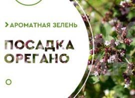 Вирощування орегано - корисні статті про садівництво від Agro-Market