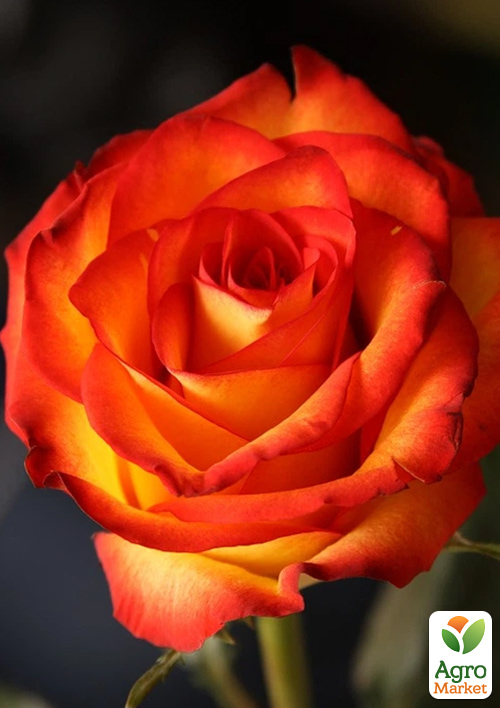 Троянда чайно-гібридна Ксюша (саджанець класу АА+) вищий сорт
Троянда чайно-гібридна Ксюша (саджанець класу АА+) вищий сорт