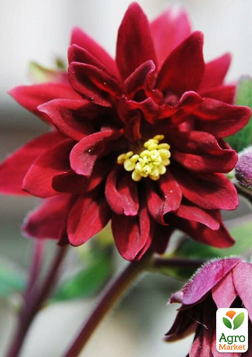 Аквілегія махрова Ruby Port 1 шт в упаковці
Аквілегія махрова Ruby Port 1 шт в упаковці