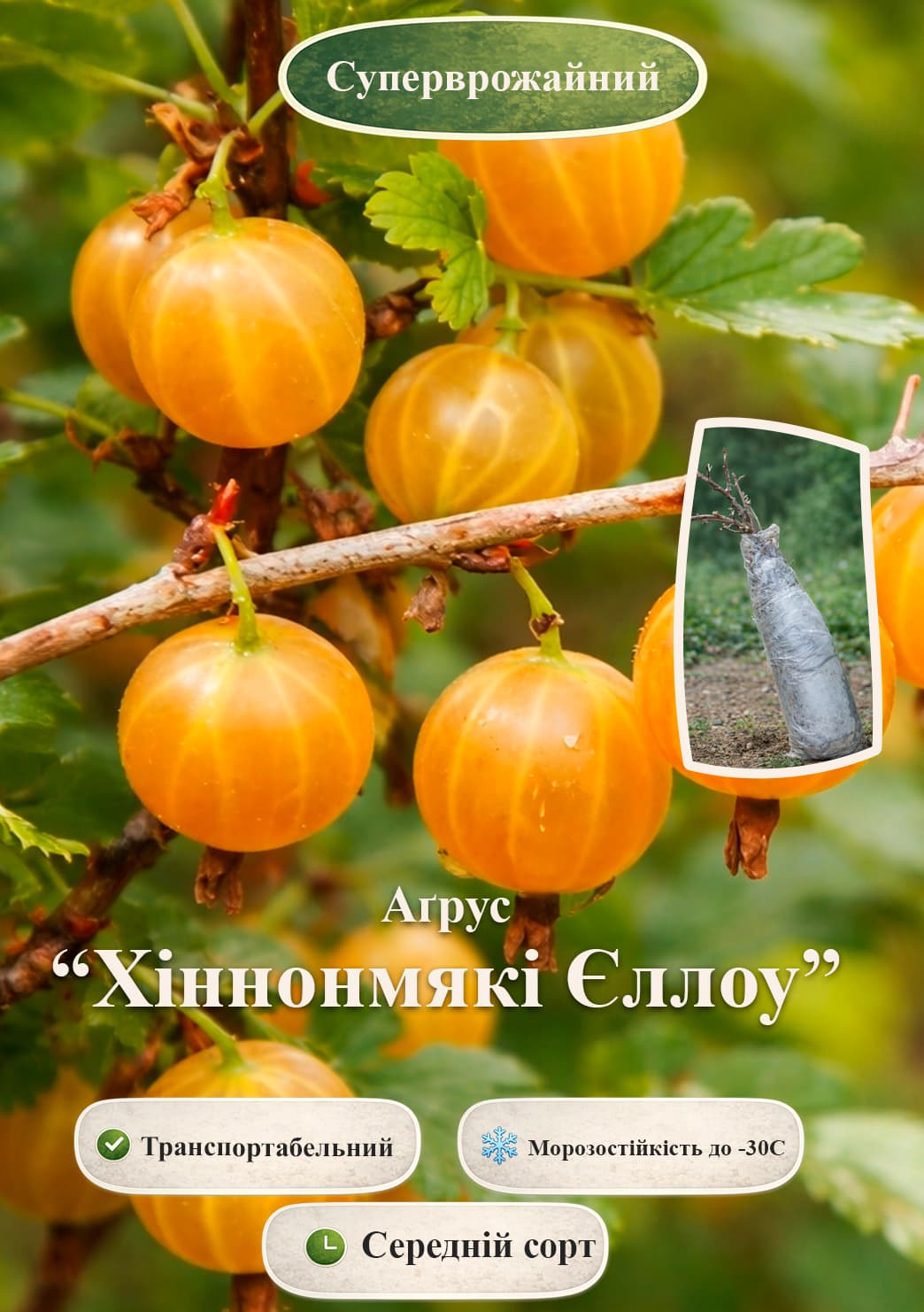 Ексклюзив! Аґрус «Hinnonmäki Yellow (Хіннонмякі Єллоу)» (середній термін дозрівання, має дуже солодкі, великі ягоди)
Ексклюзив! Аґрус «Hinnonmäki Yellow (Хіннонмякі Єллоу)» (середній термін дозрівання, має дуже солодкі, великі ягоди)