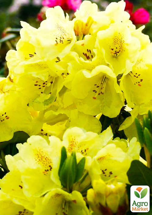 Рододендрон гибридный Саффрано (Saffrano)
Рододендрон гибридный Саффрано (Saffrano)