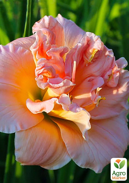 Лілійник Siloam Double Classic 1шт в упаковці
Лілійник Siloam Double Classic 1шт в упаковці