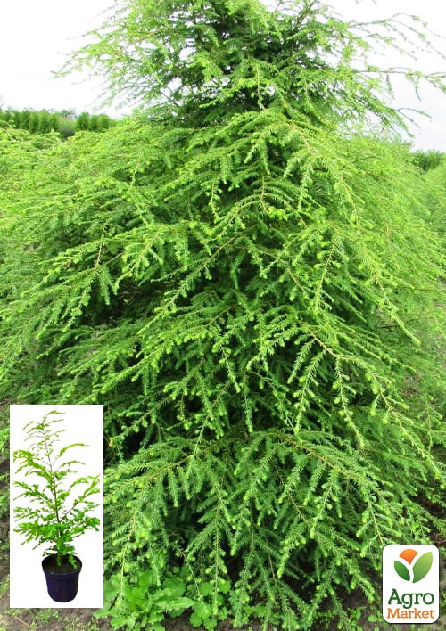 Тсуга Канадская C2, высота 30-40см
Тсуга Канадская C2, высота 30-40см