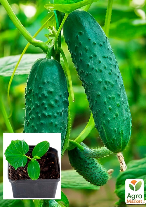 Розсада Огірок «Артист F1» (фермерське вирощування), 1шт в упаковці
Розсада Огірок «Артист F1» (фермерське вирощування), 1шт в упаковці