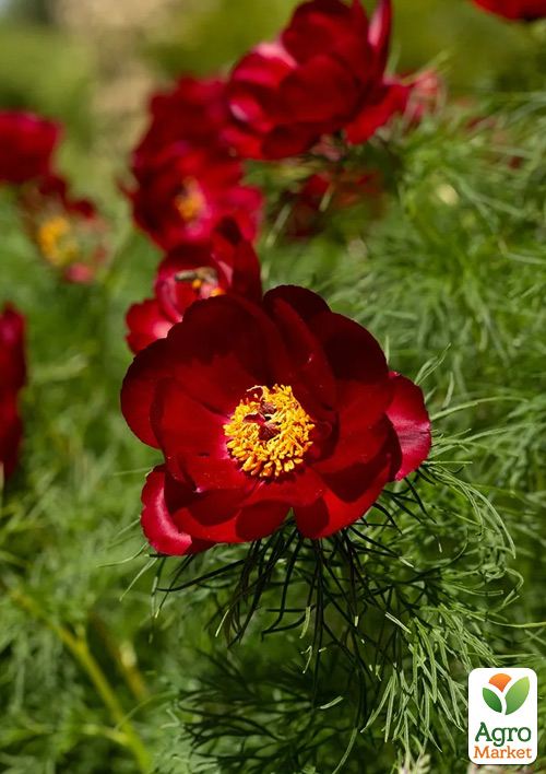 Пион тонколистный Воронец (tenuifolia)
Пион тонколистный Воронец (tenuifolia)