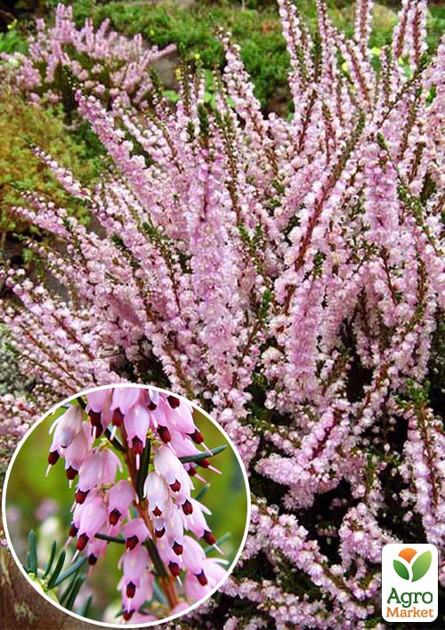 Верес вічнозелений Libra
Верес вічнозелений Libra