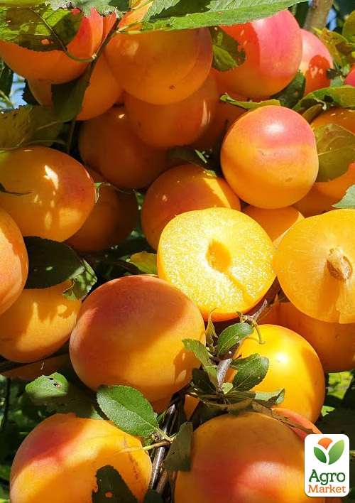 Алыча Румяная Зорька (летний сорт, средний срок созревания)
Алыча Румяная Зорька (летний сорт, средний срок созревания)