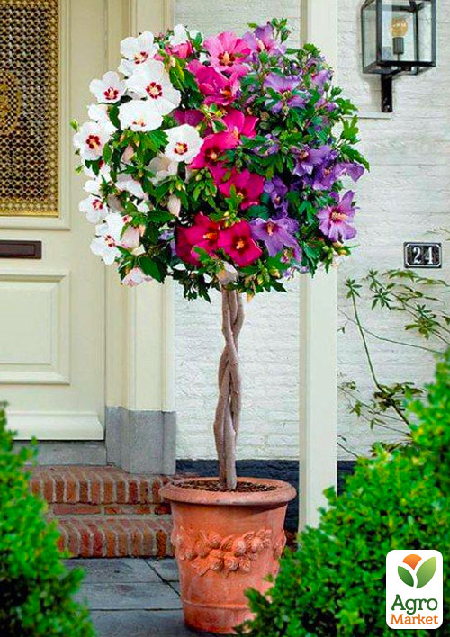 Гібіскус сирійський деревовидний суміш Tricolor
Гібіскус сирійський деревовидний суміш Tricolor