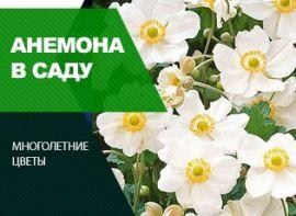 Анемона: посадка та догляд - корисні статті про садівництво від Agro-Market