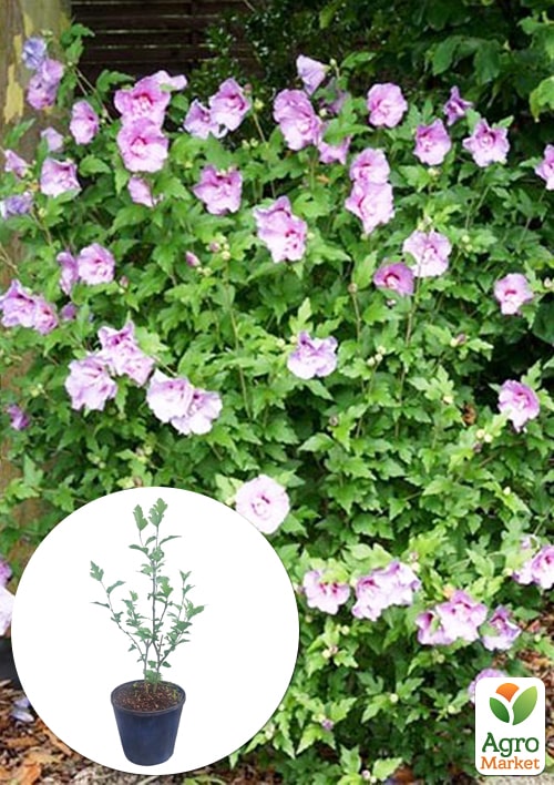 Гибискус сирийский Ardens С3, высота 20-40 см
Гибискус сирийский Ardens С3, высота 20-40 см