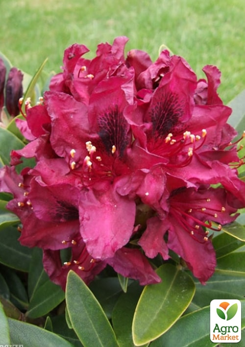 Рододендрон гібридний Kali
Рододендрон гібридний Kali