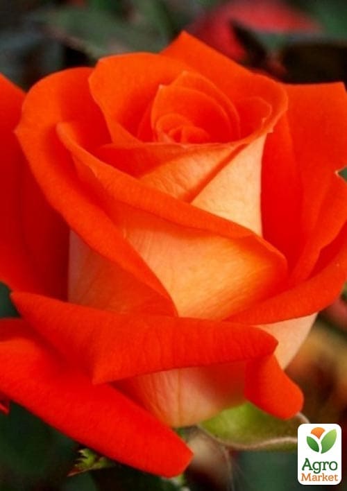 Роза чайно-гибридная Verano® (саженец класса АА+) высший сорт
Роза чайно-гибридная Verano® (саженец класса АА+) высший сорт