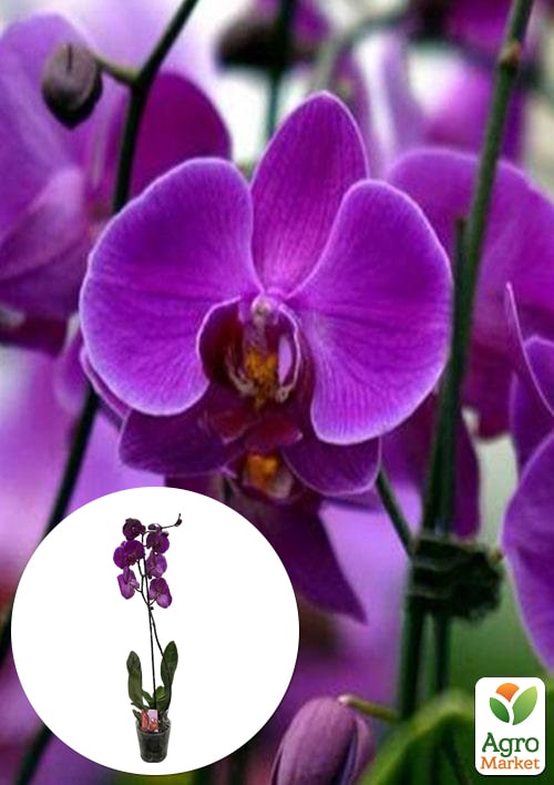 Орхидея (Phalaenopsis) Purple
Орхидея (Phalaenopsis) Purple