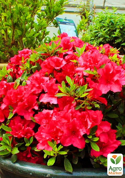 Ексклюзив! Рододендрон рубіново-червоного кольору Джокер (Joker) (преміальний, морозостійкий сорт)
Ексклюзив! Рододендрон рубіново-червоного кольору Джокер (Joker) (преміальний, морозостійкий сорт)