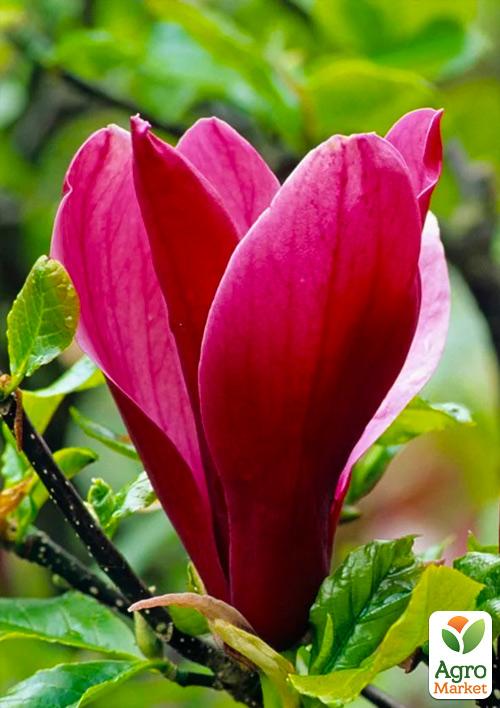 Магнолия Лилиецветная Nigra
Магнолия Лилиецветная Nigra
