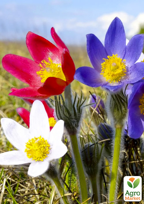 Сон-трава Multicolor
Сон-трава Multicolor