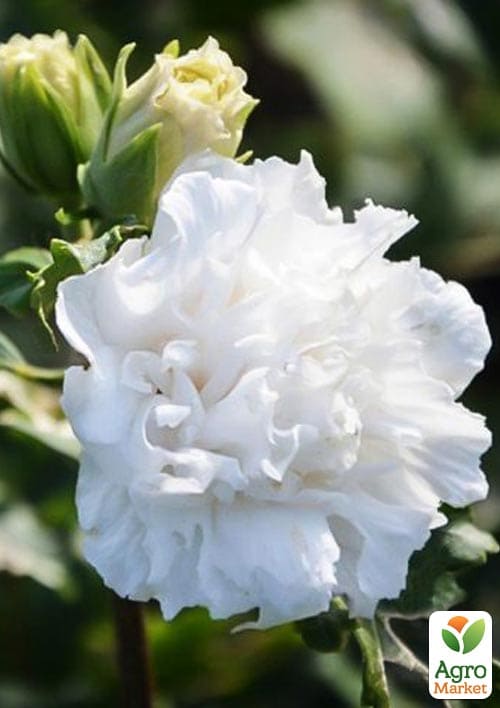 Гибискус древовидный махровый Жанна дарк
Гибискус древовидный махровый Жанна дарк