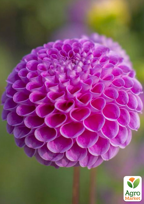 Жоржина Franz Kafka
Жоржина Franz Kafka