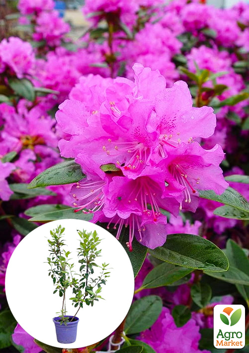 Рододендрон каролинский 2-х летний P.J.M. Elite С1, высота 25-40см
Рододендрон каролинский 2-х летний P.J.M. Elite С1, высота 25-40см