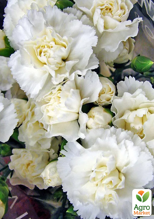 Гвоздика Махровая Super Trouper Witta (контейнер № 10, высота 10 см)
Гвоздика Махровая Super Trouper Witta (контейнер № 10, высота 10 см)