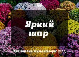 Хризантема мультифлора: особливості догляду - корисні статті про садівництво від Agro-Market