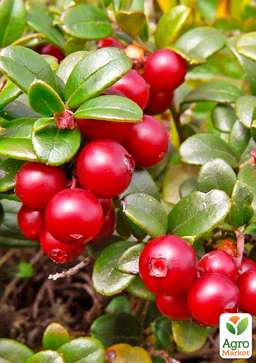 Эксклюзив! Брусника Независимость (Independence) (средний срок созревания, высокоурожайный)
Эксклюзив! Брусника Независимость (Independence) (средний срок созревания, высокоурожайный)