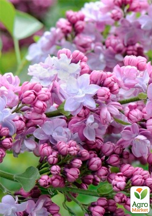 Бузок махровий інвітро Maurice de Vilmorin вазон С2
Бузок махровий інвітро Maurice de Vilmorin вазон С2