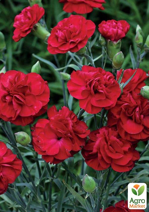 Гвоздика Махрова Pinocchio Fuoco (контейнер № 10, висота 10 см)
Гвоздика Махрова Pinocchio Fuoco (контейнер № 10, висота 10 см)